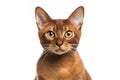 Havana Brown Cat Stands On A White Background
