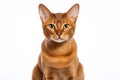 Havana Brown Cat Upright On A White Background