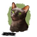 Havana brown kitten with green eyes isolated on white background. Digital art illustration of drawing domestic cat for web.