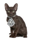 Havana Brown kitten wearing black and white tie