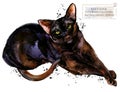 Havana cat. watercolor home pet illustration. Cats breeds series.