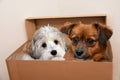 Dog friends cuddling in a moving box Royalty Free Stock Photo