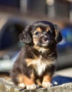 Havanese bichon havanais puppy dog Royalty Free Stock Photo