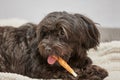 Havanese dog chewing bone Royalty Free Stock Photo