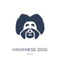 Havanese dog icon. Trendy flat vector Havanese dog icon on white