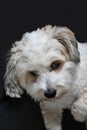 Havanese dog lurks around the corner