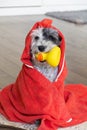 Havanese  Dog  with Red Towel and yellow Rubber  Duck ready for Bath Royalty Free Stock Photo