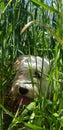 Havanese dog resting in the shade while walking Royalty Free Stock Photo