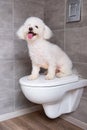 Havanese dog sitting on closed toilet