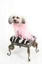 Havanese dog on stool with boa Royalty Free Stock Photo