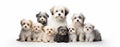 Havanese Dogs Banner