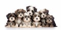 Havanese Dogs Family Royalty Free Stock Photo