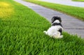 Havanese female dog caught urinating on grass Royalty Free Stock Photo