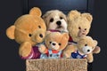 Havanese and four teddy bears sitting in sisal box