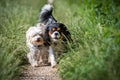 Havanese & King George Spaniel Royalty Free Stock Photo