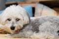 Blind Havanese with a long tongue