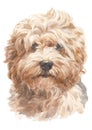 Water colour painting, doggy style, light brown shag, Havanese varieties 047