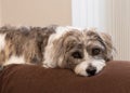 Havanese Mixed Breed Dog has Loving Eyes Royalty Free Stock Photo