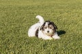 Playful Havanese Puppy Wags his Tail