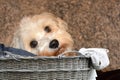 Havanese puppy climbed into an old wicker basket Royalty Free Stock Photo