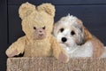 Havanese and an old teddy bear sitting in sisal box