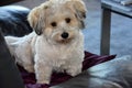 Sad looking havanese puppy sits on sofa