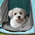 Havanese puppy dog goes camping