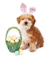 Havanese Puppy Easter Bunny Royalty Free Stock Photo