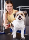 Havanese puppy getting grooming in salon