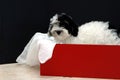 Havanese puppy gift