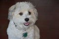 Portrait of a young havanese