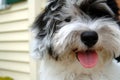 Havanese puppy outside Royalty Free Stock Photo