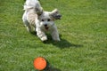 Havanese puppy plays with a ball