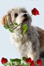 Havanese puppy with rose in his snout Royalty Free Stock Photo