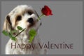 Happy valentine. Havanese puppy with rose in his snout Royalty Free Stock Photo