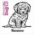 Havanese puppy sitting. Drawing by hand, sketch. Engraving style, black and white vector image.
