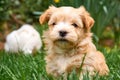 Havanese puppy sitting in grass looking into the camera Royalty Free Stock Photo