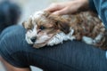 Havanese puppy sitting on the lap of a woman. Low deph of field.