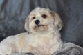 Havanese resting on the couch Royalty Free Stock Photo