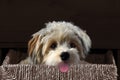 Havanese sits in a sisal box