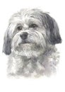 Water colour painting, long-haired dog, white - gray fur, Havanese breed 050