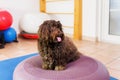 Havanese stands on a training device in an physiotherapy office Royalty Free Stock Photo