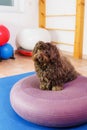 Havanese stands on a training device in an physiotherapy office Royalty Free Stock Photo