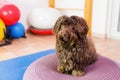 Havanese stands on a training device in an physiotherapy office Royalty Free Stock Photo