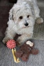 Havanese takes care of his toys and his bone