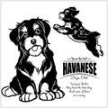 Havanese - vector illustration for t-shirt, logo and template badges