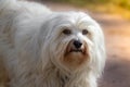 Havanese