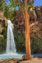 Havasu Fall Tree