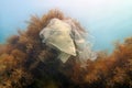 Underwater views of the Black Sea. Different objects and garbage under water, freediving.