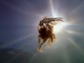 Underwater views of the Black Sea. Different objects and garbage under water, freediving.